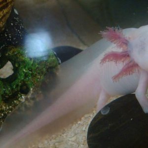 Getting big