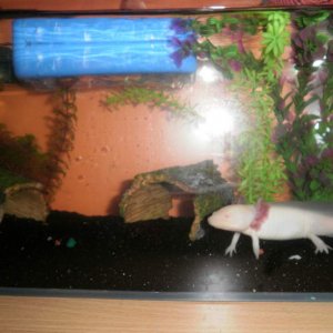 Lotlys current tank set up