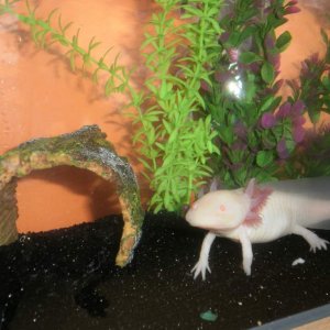 Lotyl chillin'. Notice his gimpy little leg? It appears to be growing back, maybe he fought before I got him?