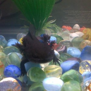 she's so cute, right after i brought her home and completed the floating process.
