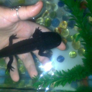 Georgina. before anyway kicks my butt for touching her I'M NOT, she is floating above my hand (she's very buoyant hehe), i took this photo to help wit