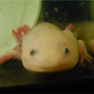 Smiley Axie!