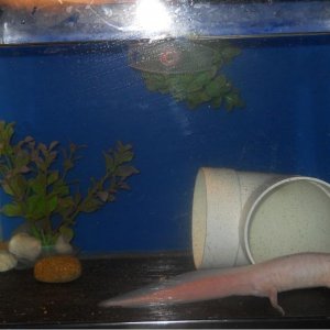 This is her little tank she is being housed in while she settles in.
She will move in with Banana, my male Golden Albino in a huge 400L axie tank soon