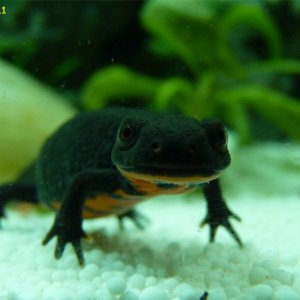 cynops