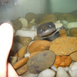 Thumb-Sizing