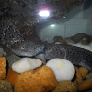 He had a scratch on him when I got him - it is gone now.
