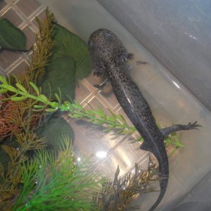 In the tub when he wasn't eating.. thanks to all the gravel in his tummy from the LFS.