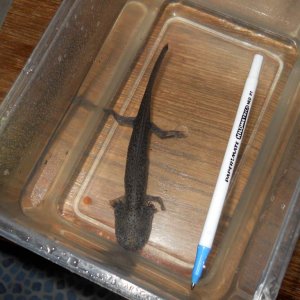My cute little boy (well I'm not certain he is a boy.. but his name is Aristotle Axolotl).