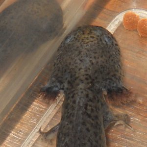 Growing his gills. ♥