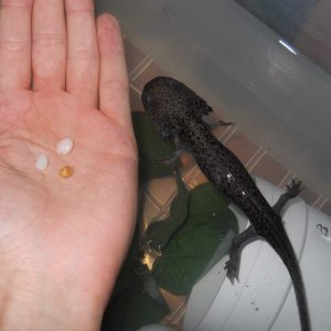 Some gravel that was in Aristotle Axolotl's belly when I first got him, from the LFS.
He past out a couple more pieces the next day. :(
Poor guy, now,