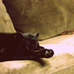 Spooky, my insane pyschocitc adorkable deformed cat.
He has a deformed ear, a crooked tail, porportionally to small paws for his body, and a tumor on 