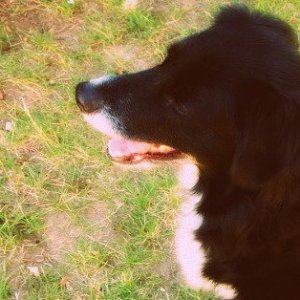Sabrina, my little sister's border collie mix.
But even she admits that the dog follows me around like a shadow...so we got my little sister a guinea 