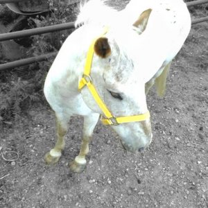 Pride and Joy of my Life, right there.
Apple Jax <3 This was before I took him home, he was kept in fairly shabby conditions, poor baby..