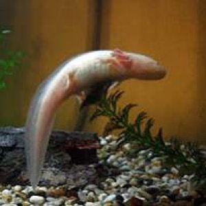 Alex as he was swimming over the plant to go to the surface.
