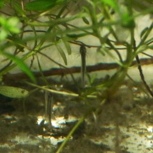 P. waltl larvae   3 days old