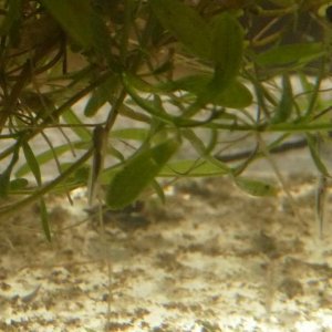 P. waltl larvae   3 days