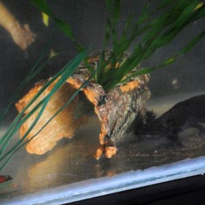 Artemis