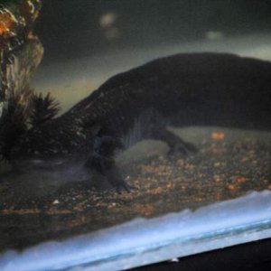 Artemis and stirred food(remnants of me cleaning the tank, filter picked it up)