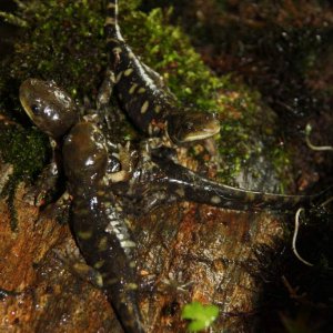 All three of them. The perspective is a little bit extraordinaire (hobby-photographer). (Ambystoma mavortium, juveniles)