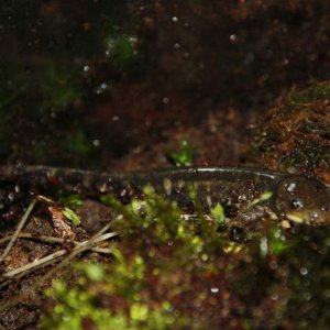 This is how they looked when I got them. They're cb, but were a little hungry after the route from austria to germany. Ambystoma m. juvenile.
