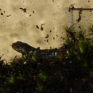 Another picture from the second day I had them. Ambystoma m. juvenile