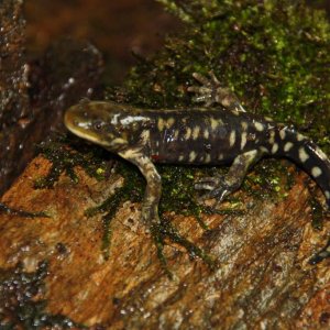 Ambystoma m. juvenile