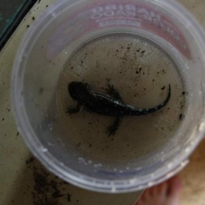 The diameter of this container is about 11 cm so you can see how big it is. Ambystoma m juvenile