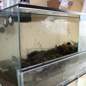 Their enclosure. I will soon add detailed photos. Changed the water just after the photo.