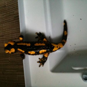 IMG 0506[1]