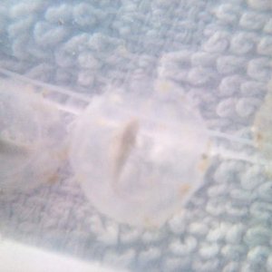 DSC 0550
