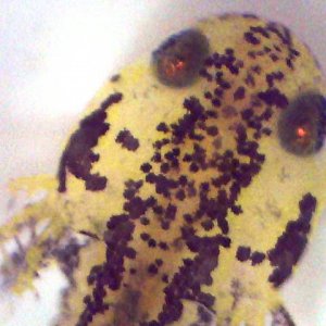 I.a.apuanus larva ca. 1 week old