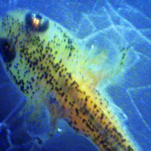 I.a.apuanus larva ca. 3 weeks old