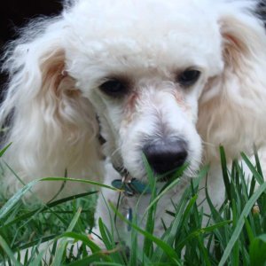 My baby Ollie, I am a dog person and an axi person!!!