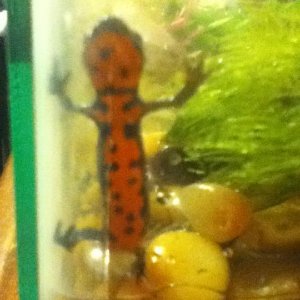my newts belly