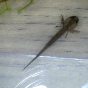 cynops pyrrhogaster growing wings!