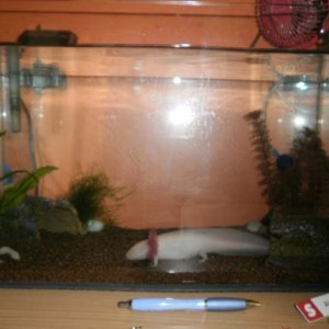 New tank