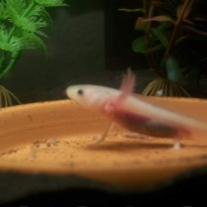 Our new Axolotl Quesadilla