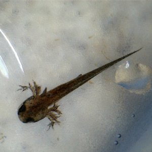 cynops pyrrhogaster larvae front limbs developed
