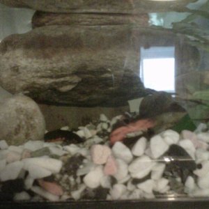 Timmy and Rocco saying good morning!