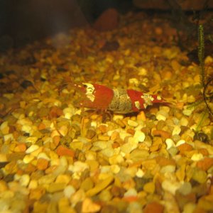 shrimp, possibly a berried female
