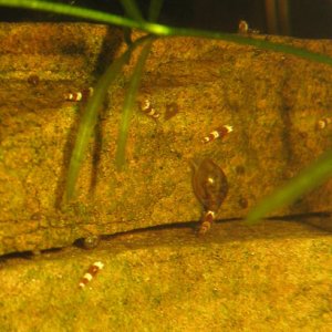 baby shrimp discovered in tank, March 2011