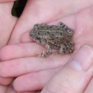bufo