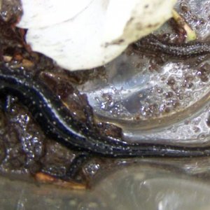 slimy