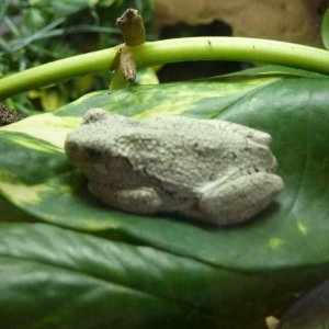 tree frog