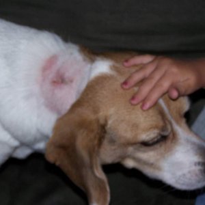 lucie after surgery