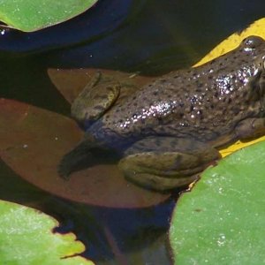 pond later in the winter we found this guy had broken in the house, went down stairs, and died under the freezer