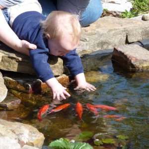 second child playing with the goldfish in the pond I built in the backyard.