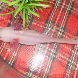 One of the larger 3 axolotls