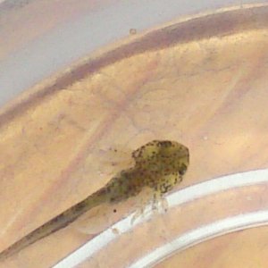 Hatchling 1