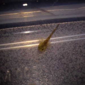 Hatchling 1
